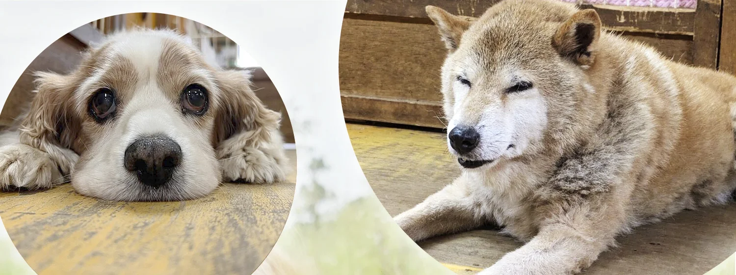 老犬ホームスマイルフラワー