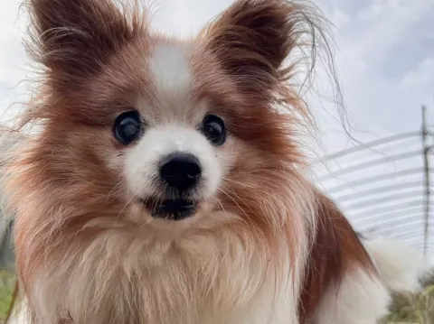 飼い主様へのご報告