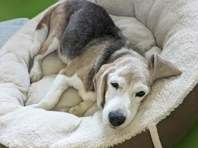 スマイルフラワーとは